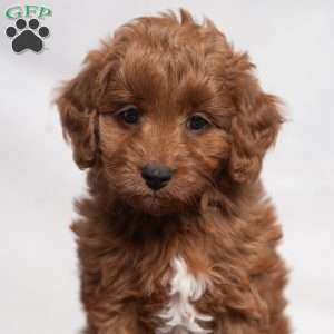 Jeryl, Cavapoo Puppy